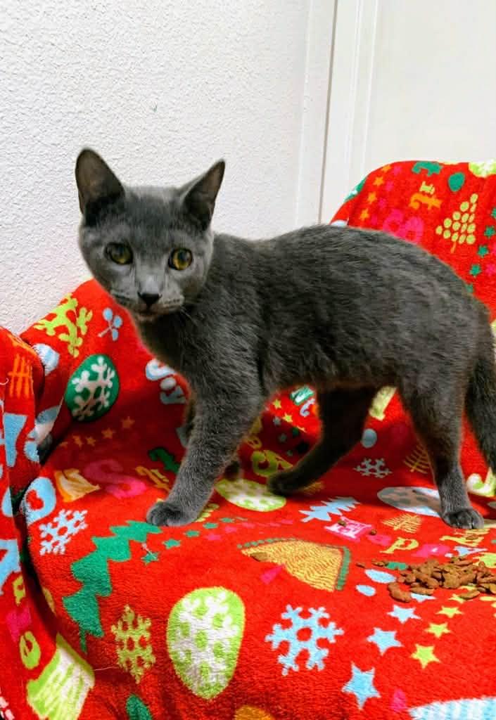 Enlarge Hercules, a Adoptable Domestic Short Hair in Rio Linda, CA image 3/4