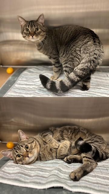 Enlarge ASTRO, a Adoptable Domestic Short Hair in Toronto, ON image 1/1