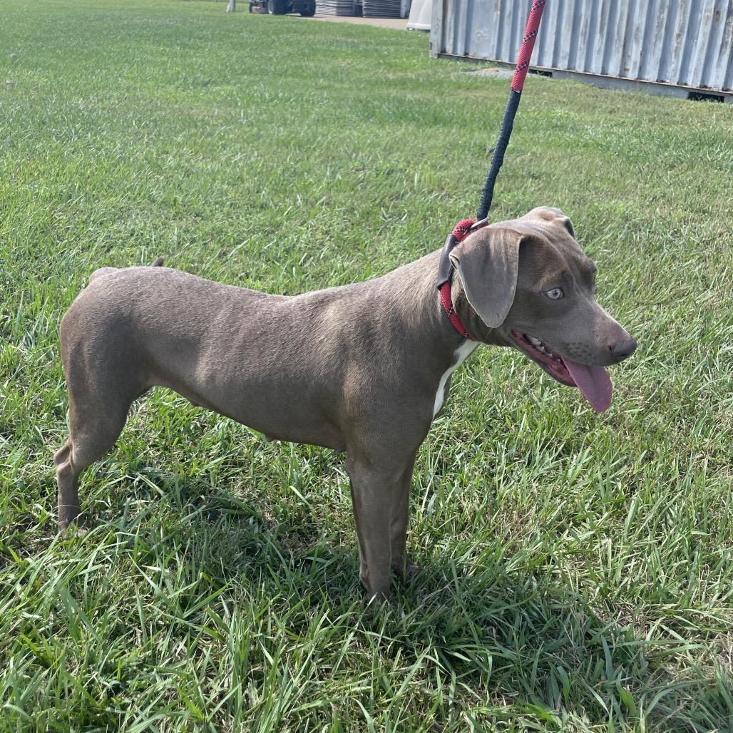 Enlarge Misty Dawn, a Adoptable mixed breed in New Orleans, LA image 6/6