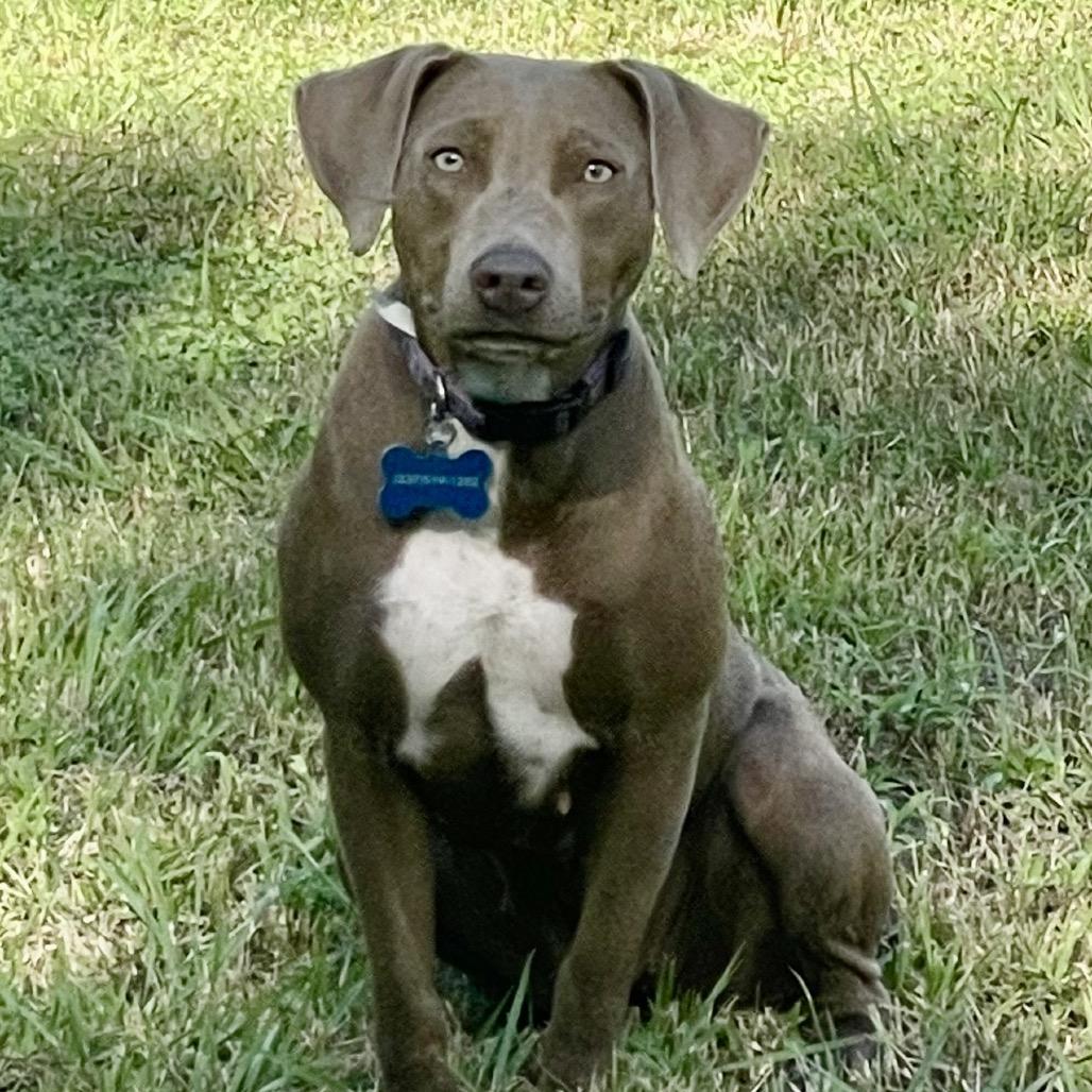 Enlarge Misty Dawn, a Adoptable mixed breed in New Orleans, LA image 1/6