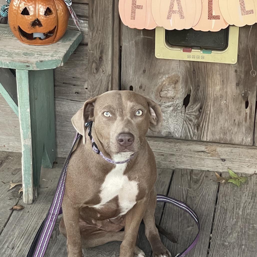 Enlarge Misty Dawn, a Adoptable mixed breed in New Orleans, LA image 2/6