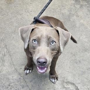 Enlarge Misty Dawn, a Adoptable mixed breed in New Orleans, LA image 3/6