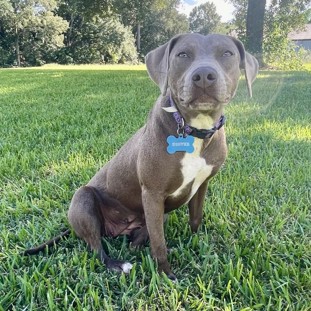 Enlarge Misty Dawn, a Adoptable mixed breed in New Orleans, LA image 5/6