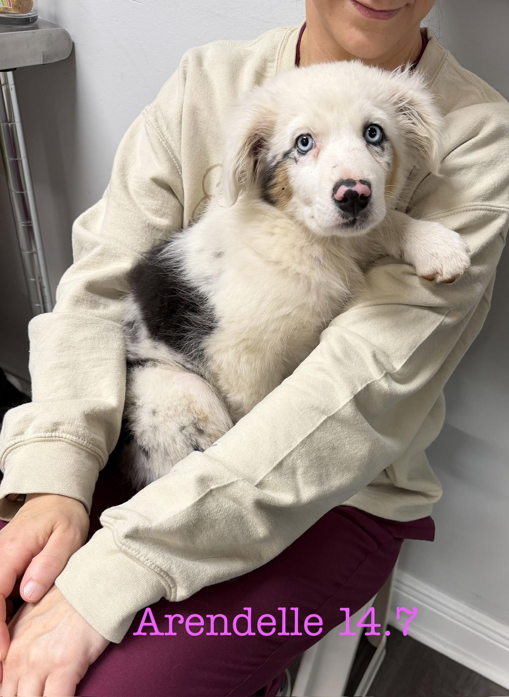 Arendelle , ADOPTABLE, Young Female Australian Shepherd.