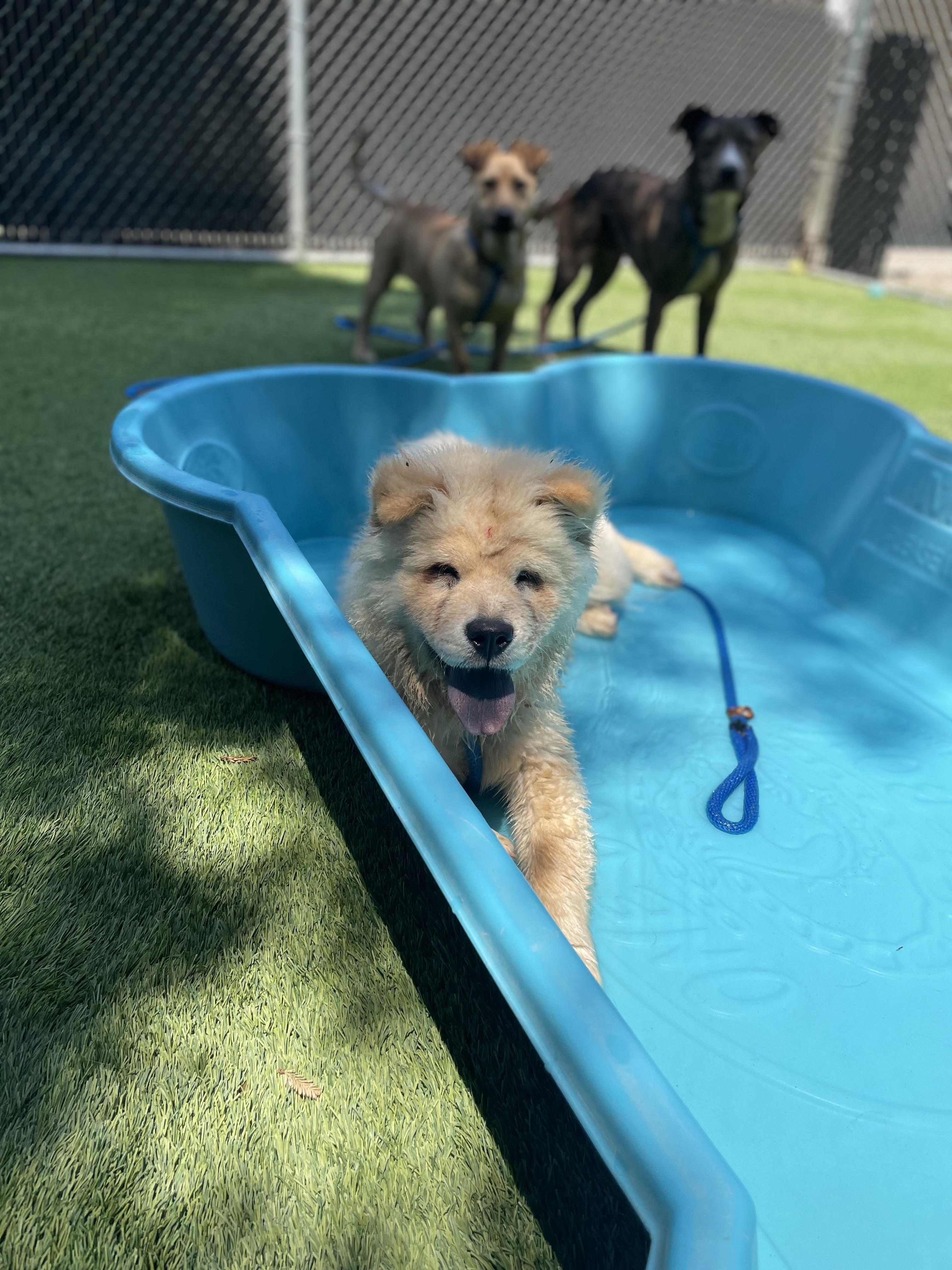 Biscuit Adoption Pending, Adopted, Young Male Chow Chow.
