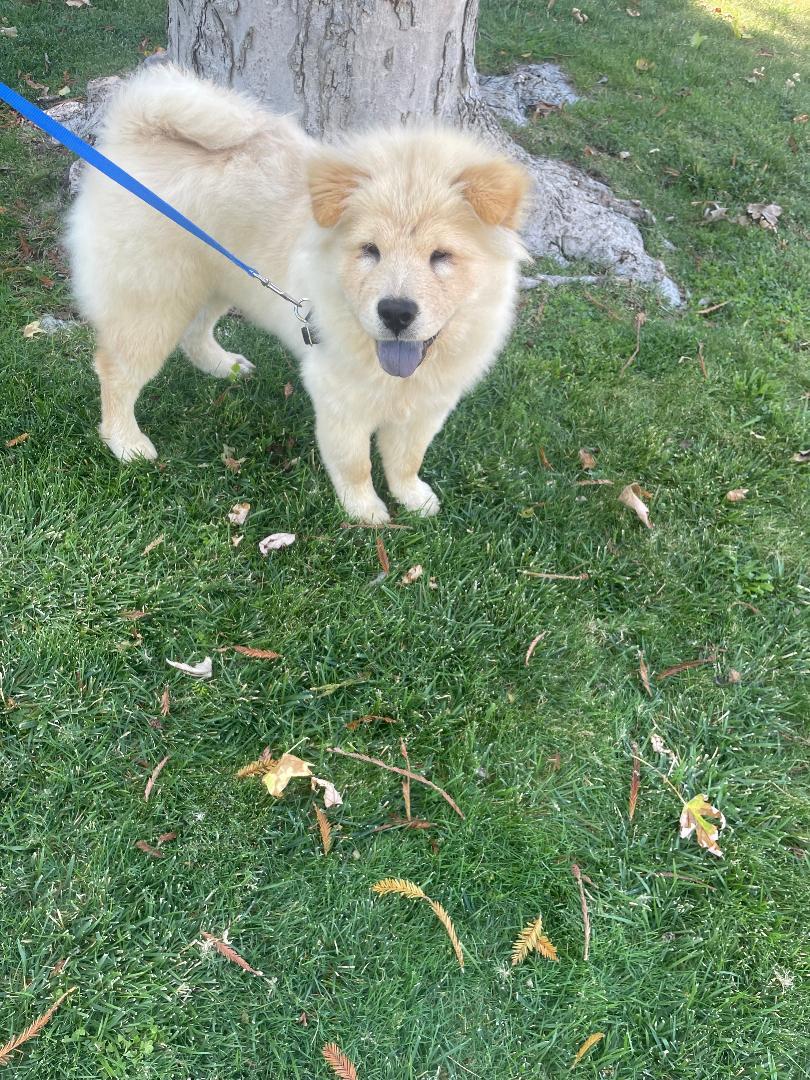 Enlarge Biscuit Adoption Pending, a Adopted mixed breed in Sacramento, CA image 2/4