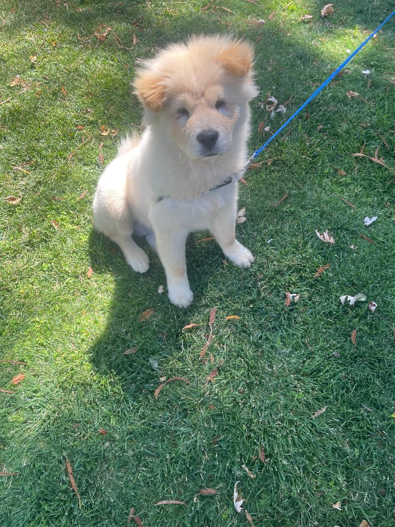 Enlarge Biscuit Adoption Pending, a Adopted mixed breed in Sacramento, CA image 3/4