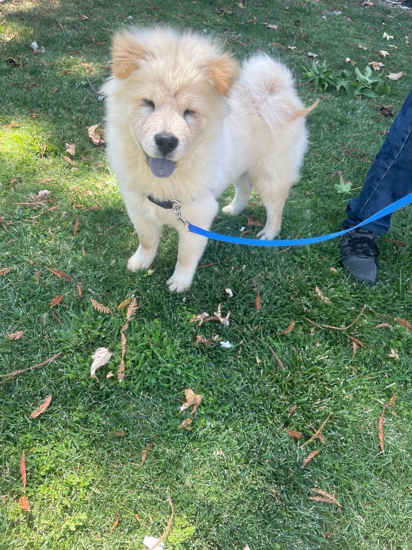 Enlarge Biscuit Adoption Pending, a Adopted mixed breed in Sacramento, CA image 4/4