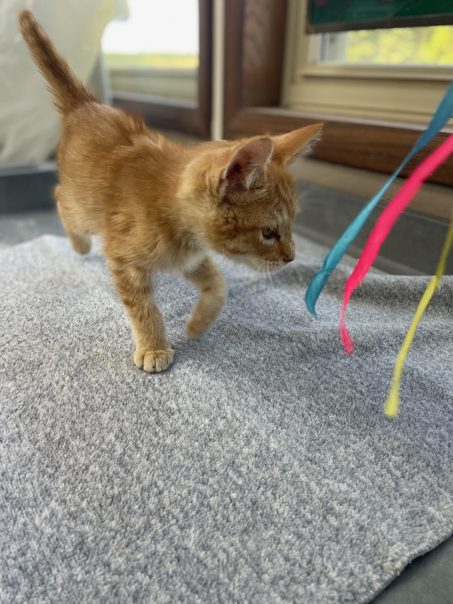 Sunkist, an adopted Domestic Short Hair in Neillsville, WI image 2/6