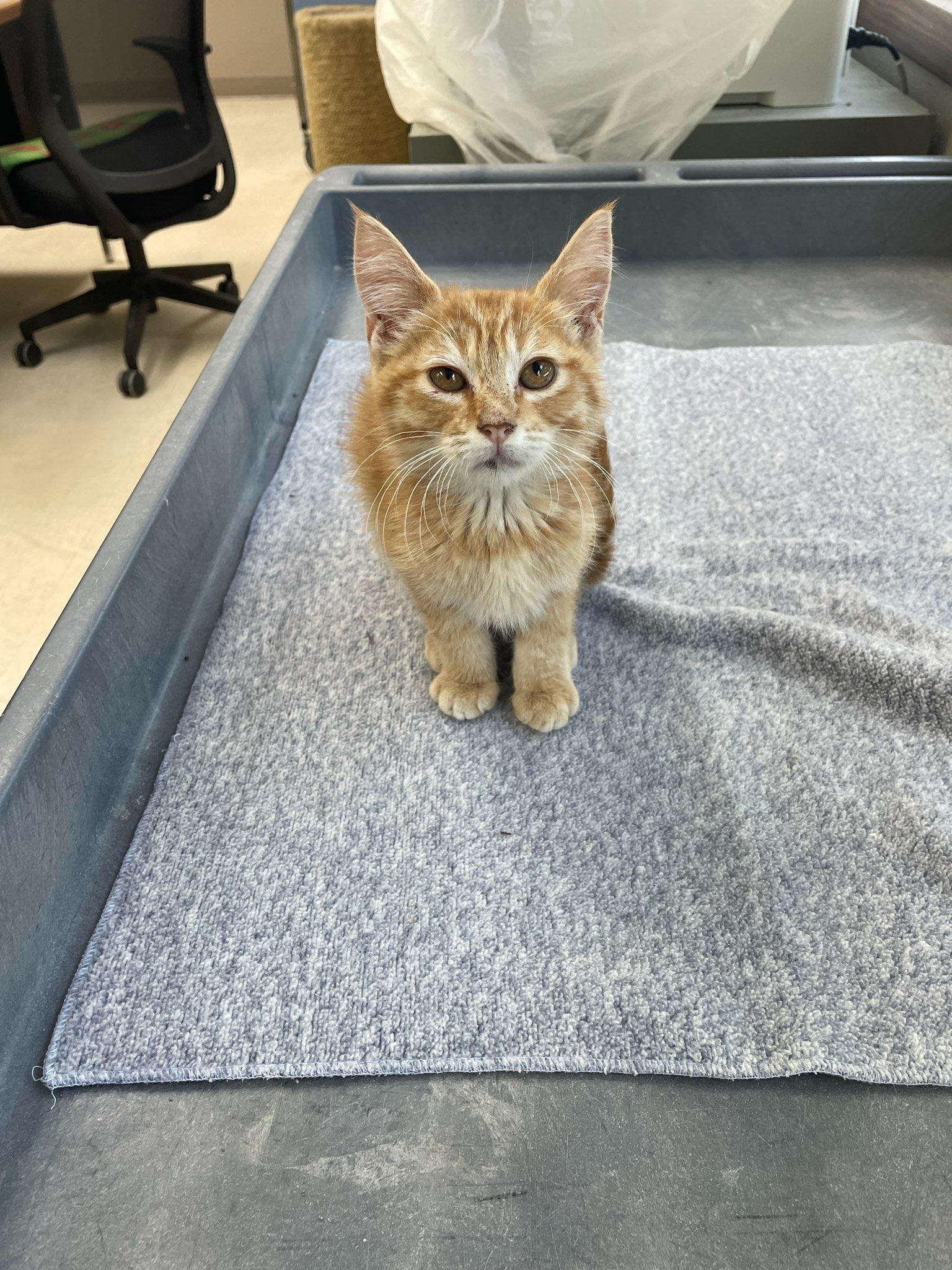 Sunkist, an adopted Domestic Short Hair in Neillsville, WI image 5/6