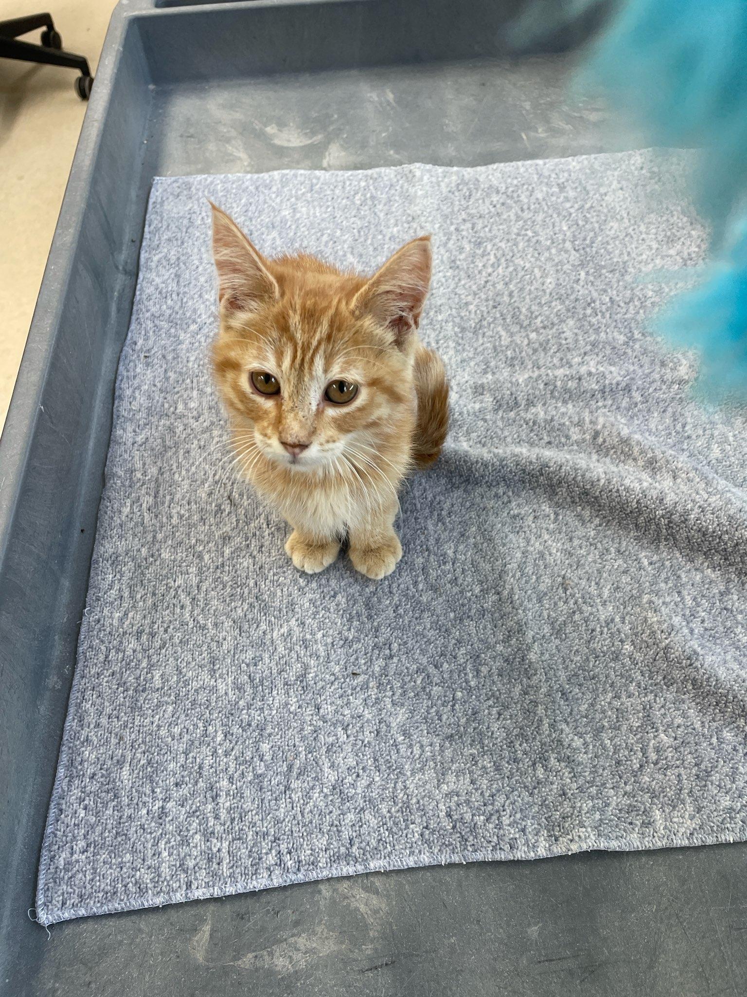 Sunkist, an adopted Domestic Short Hair in Neillsville, WI image 6/6