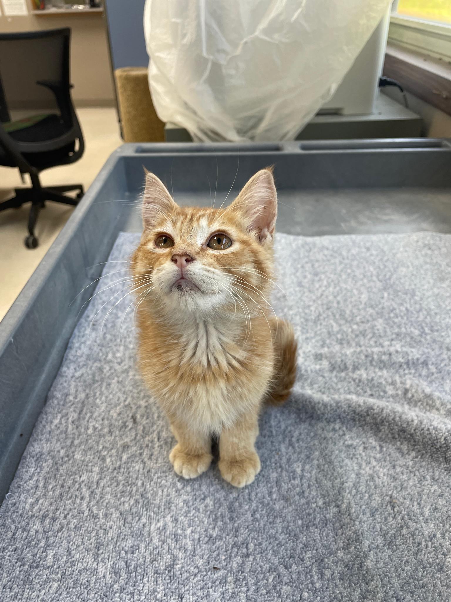 Sunkist, an adopted Domestic Short Hair in Neillsville, WI image 3/6