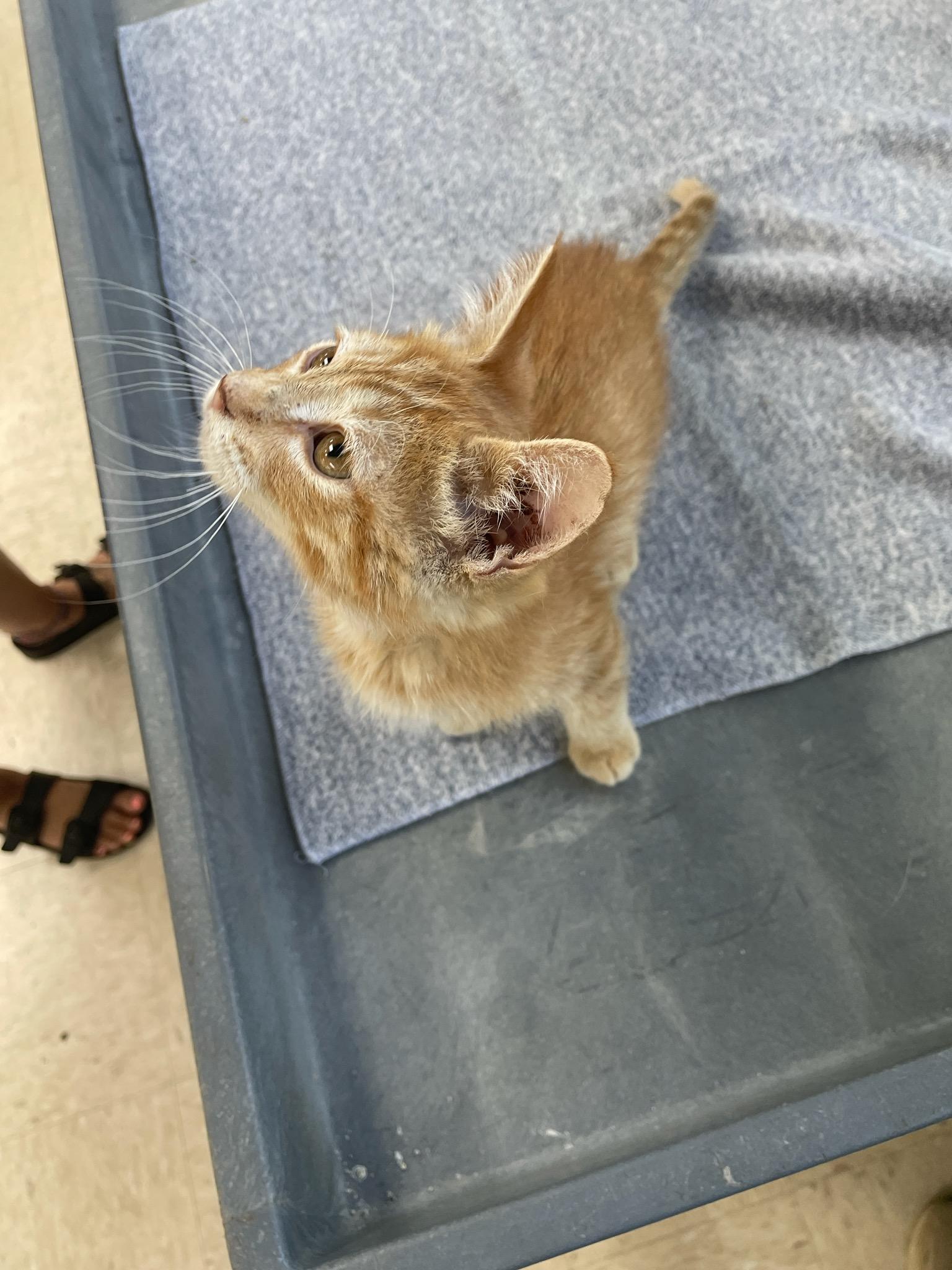 Sunkist, adopted, Kitten Male Domestic Short Hair.