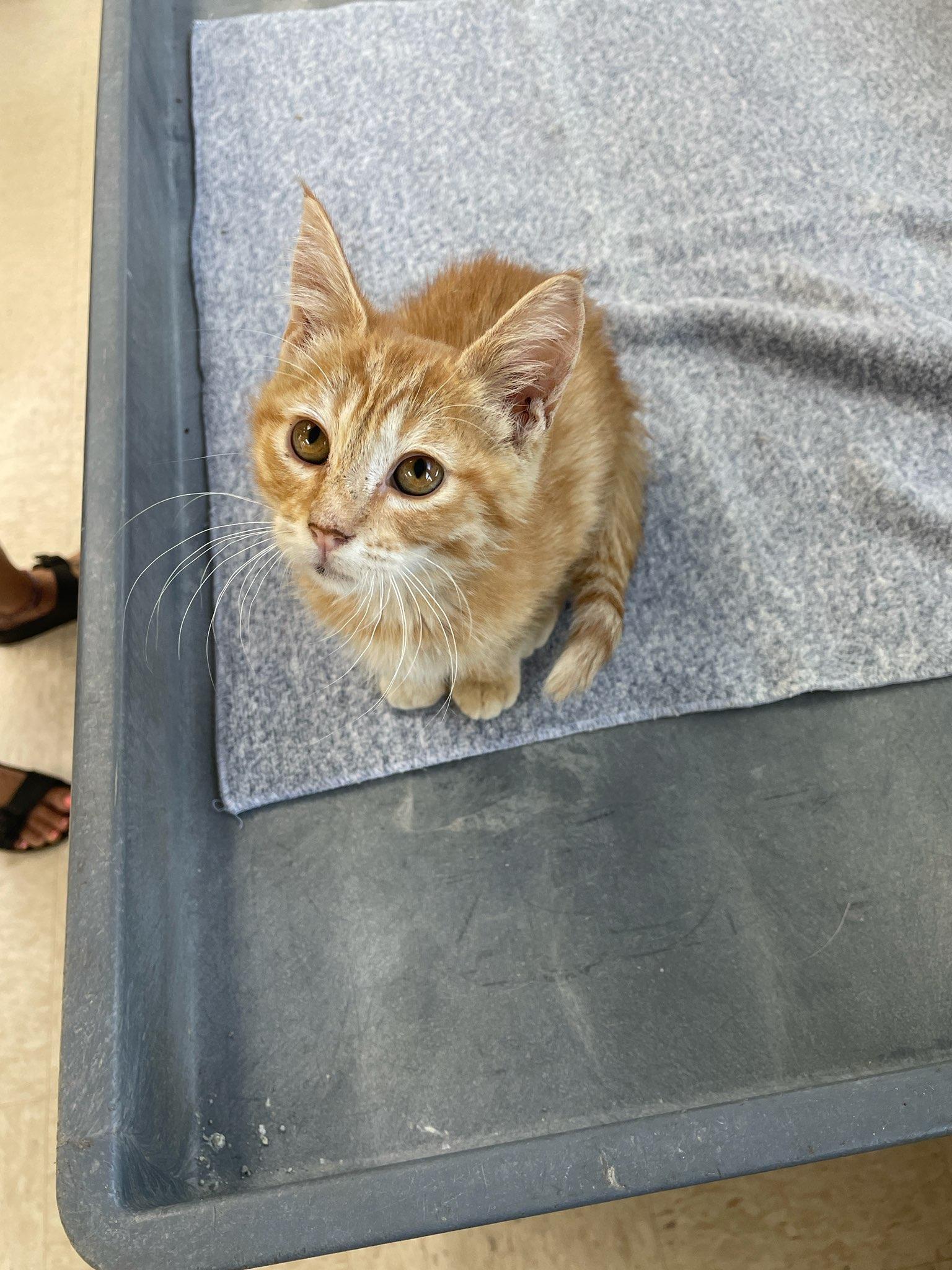 Sunkist, an adopted Domestic Short Hair in Neillsville, WI image 4/6