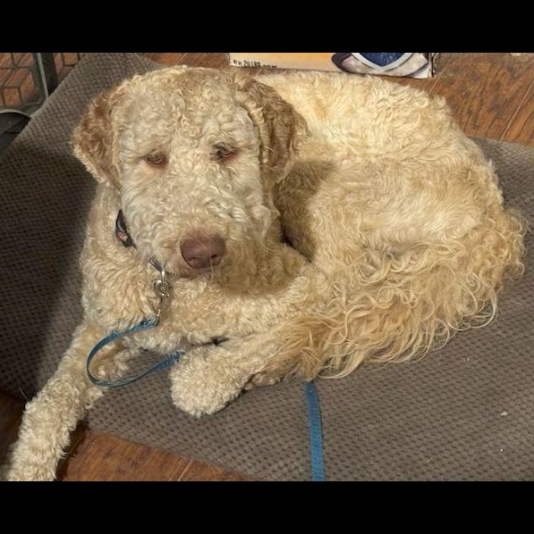 Derek, ADOPTABLE, Adult Male Labradoodle.