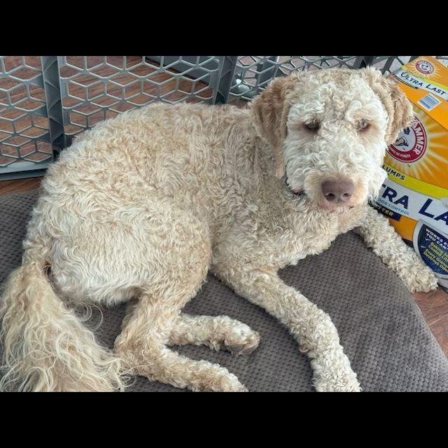 Derek, a ADOPTABLE Labradoodle in Denver, CO image 2/2