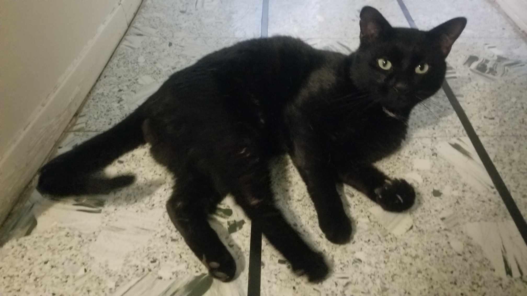 Lion, Adoptable, Young Male Domestic Short Hair.