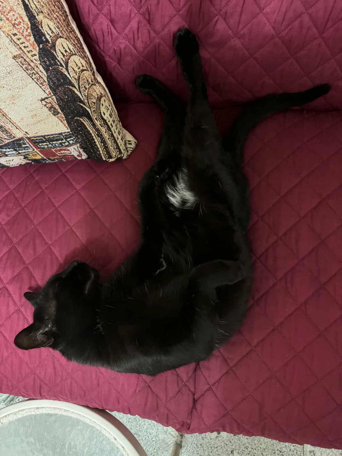 Lion, a Adoptable Domestic Short Hair in Flushing, NY image 2/4