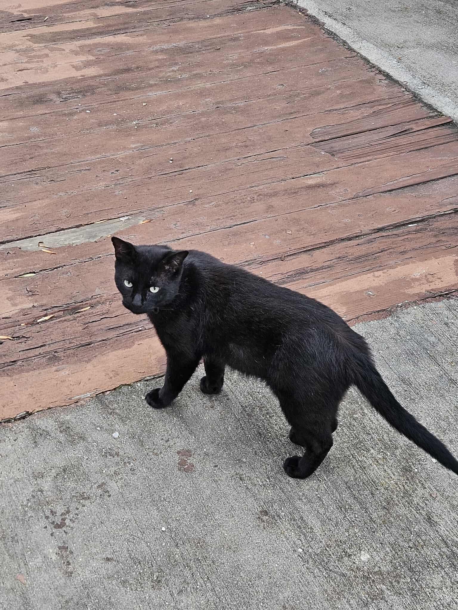 Lion, a Adoptable Domestic Short Hair in Flushing, NY image 3/4