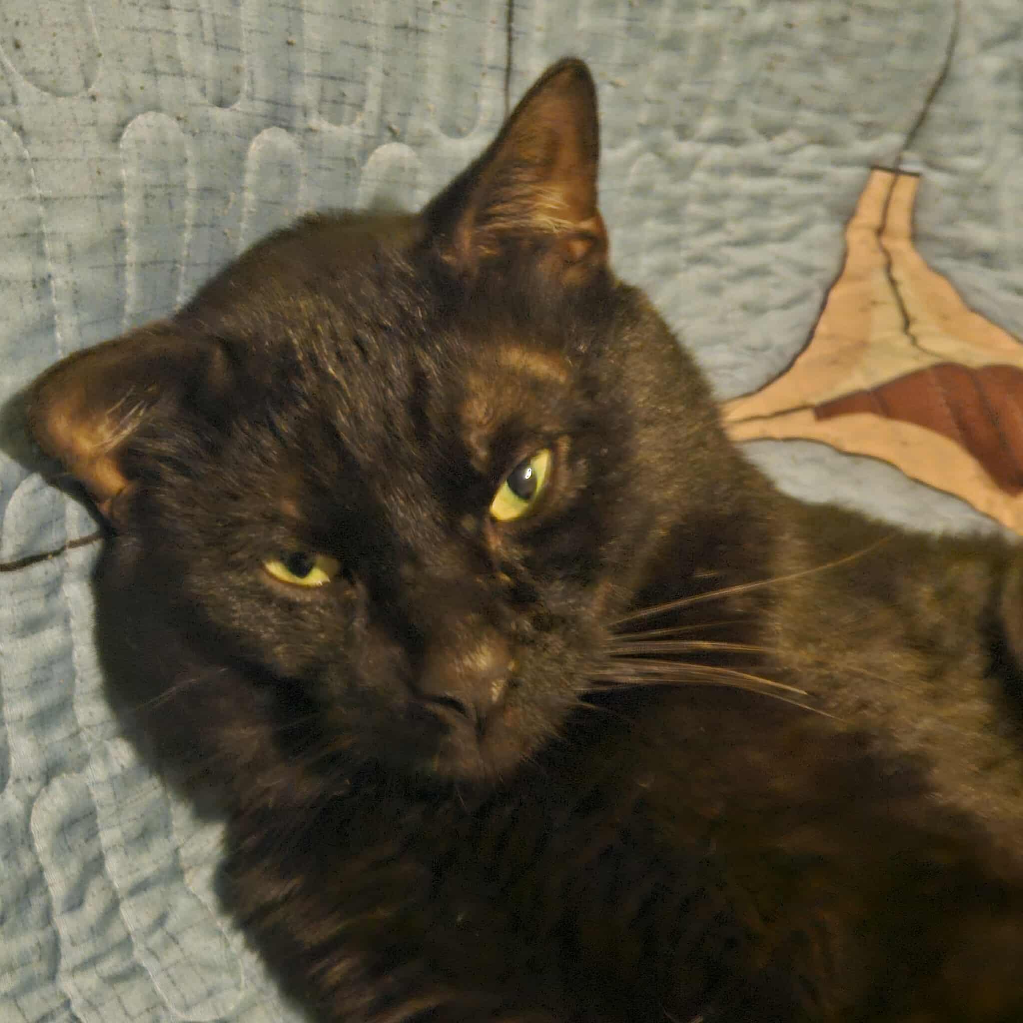 Lion, a Adoptable Domestic Short Hair in Flushing, NY image 4/4