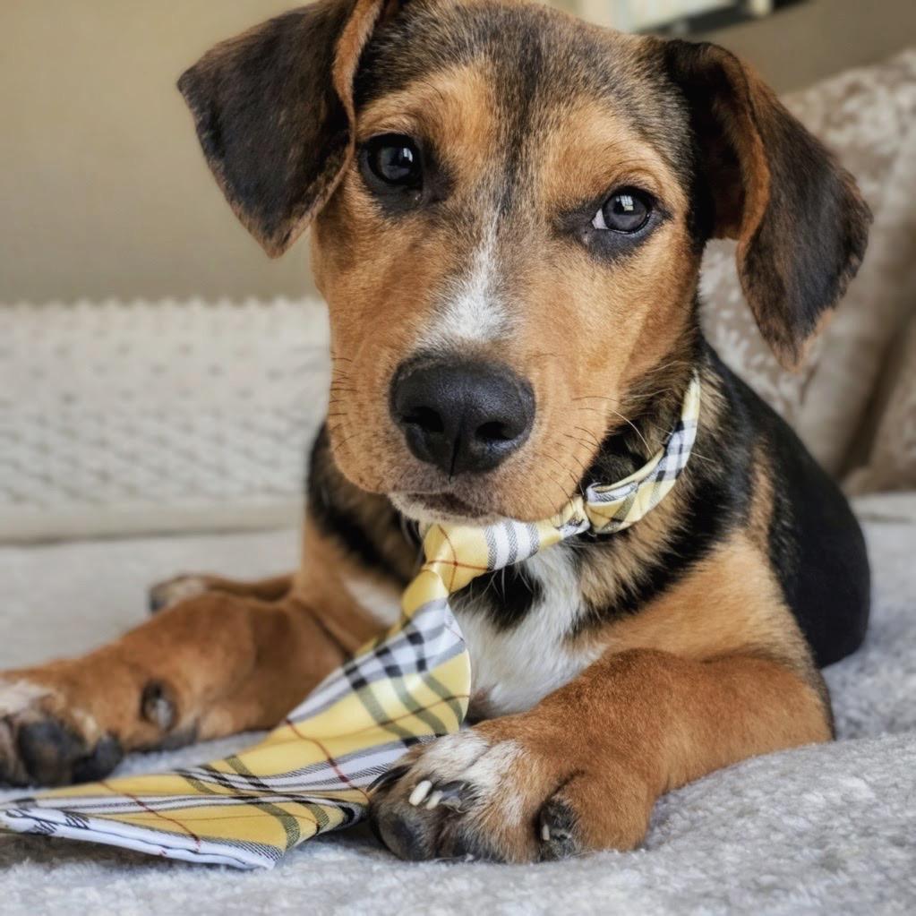 Randall, Adoptable, Puppy Male Beagle.