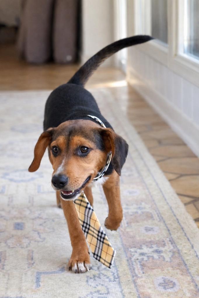 Enlarge Randall, a Adoptable mixed breed in Princeton, MA image 2/6