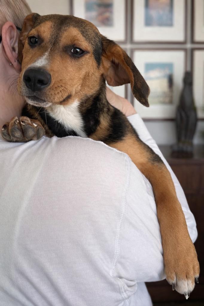 Enlarge Randall, a Adoptable mixed breed in Princeton, MA image 3/6