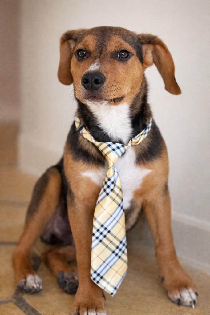 Enlarge Randall, a Adoptable mixed breed in Princeton, MA image 4/6