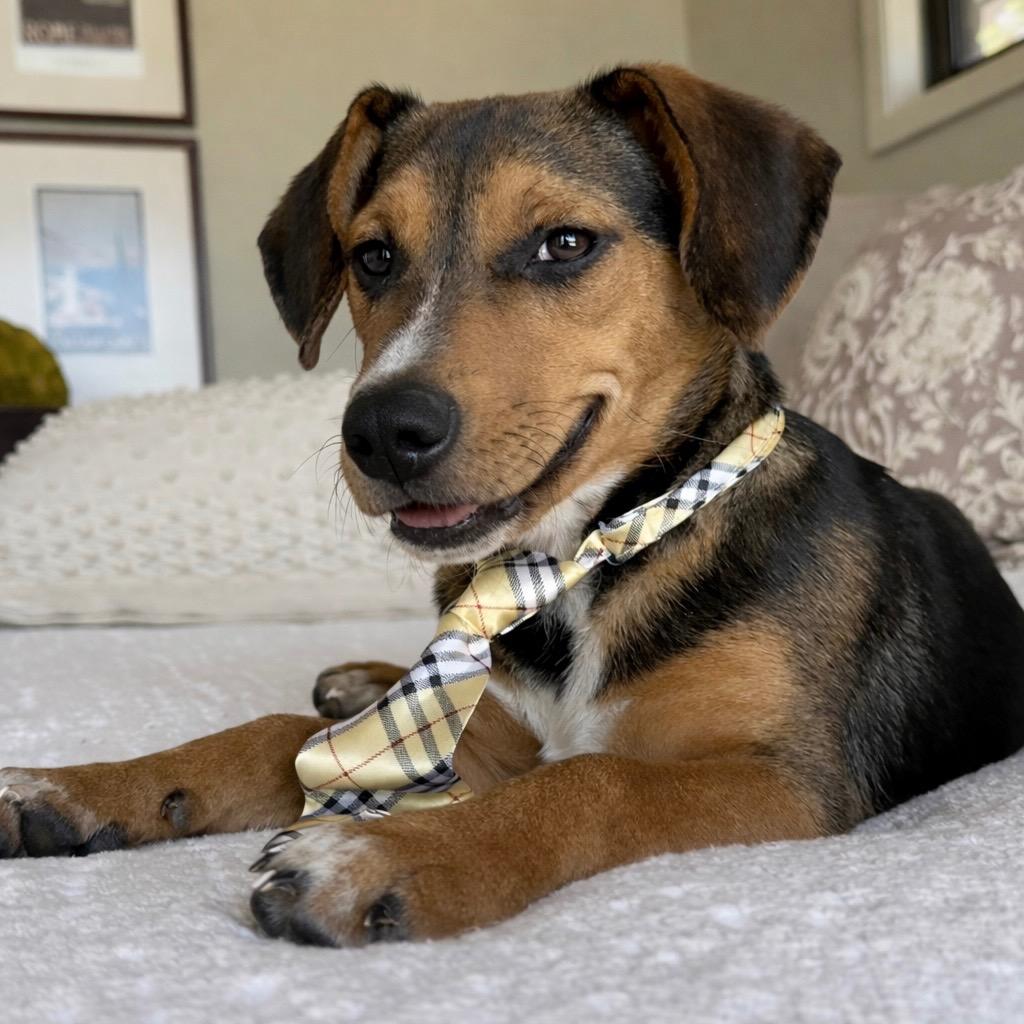 Enlarge Randall, a Adoptable mixed breed in Princeton, MA image 5/6