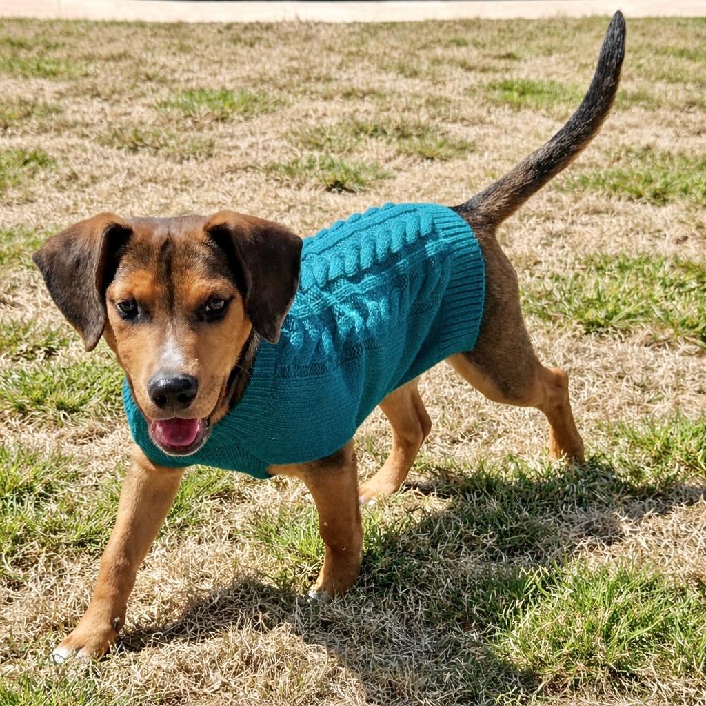 Enlarge Randall, a Adoptable mixed breed in Princeton, MA image 6/6