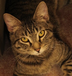 Enlarge Zonia, a Adoptable mixed breed in Savannah, MO image 1/2