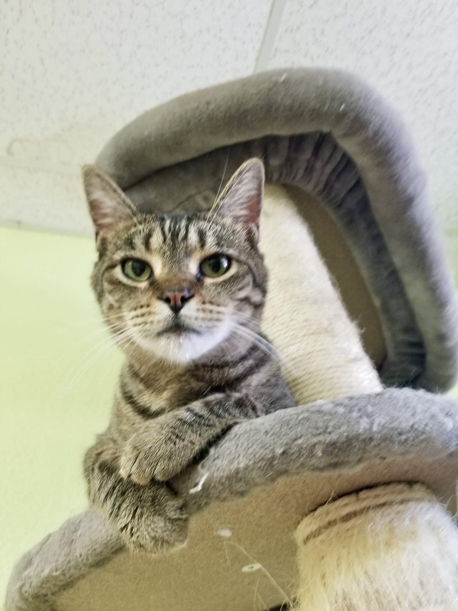 Cat for adoption McKenzie, an American Shorthair in Southaven , MS