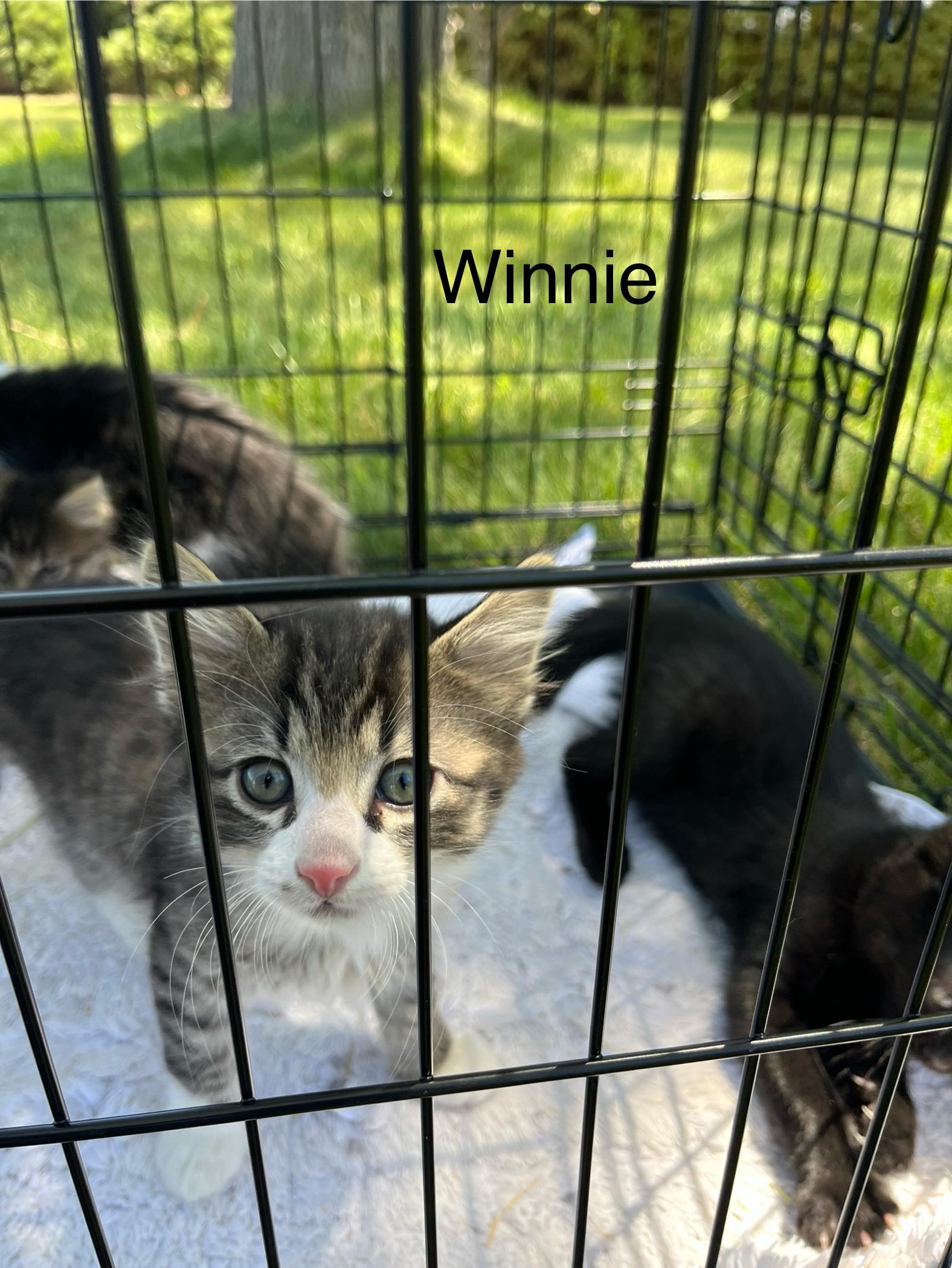 Winston, Adopted, Young Male Domestic Short Hair.