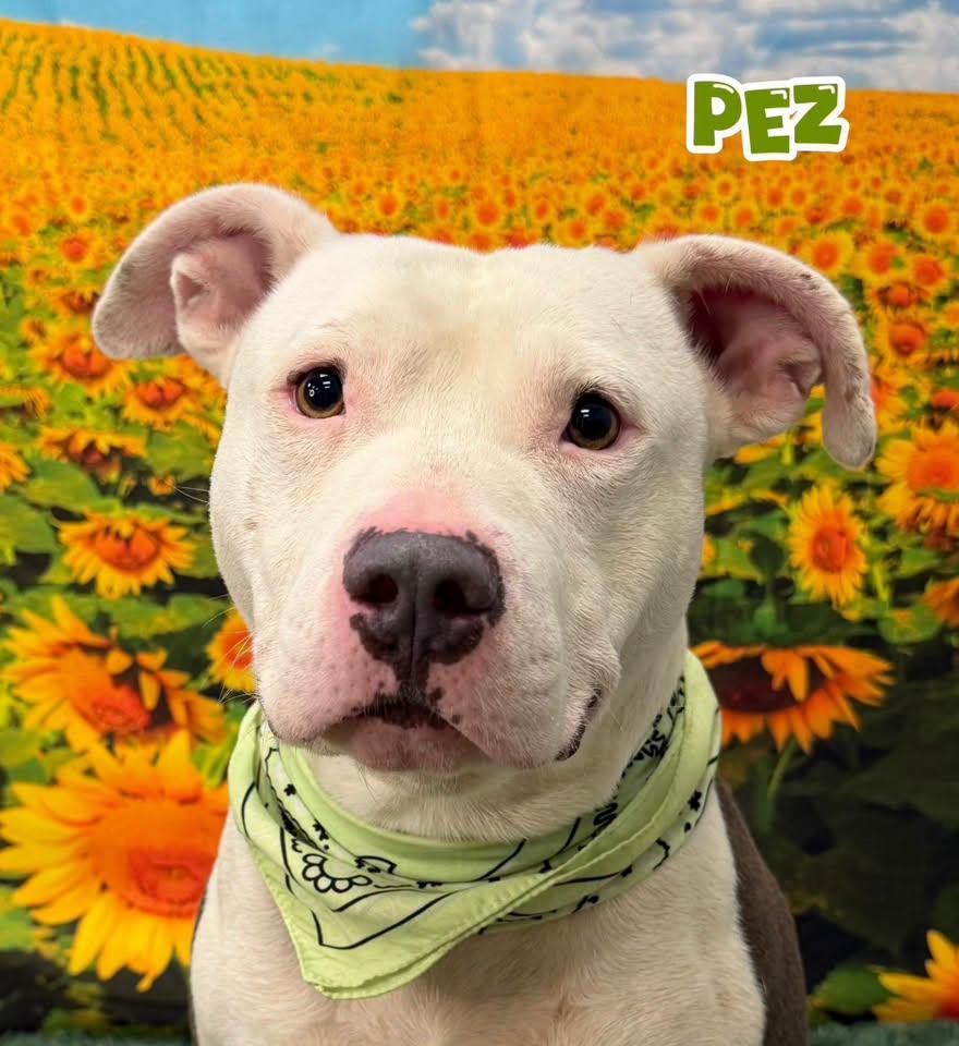 Pez, Adoptable, Young Male Mixed Breed.
