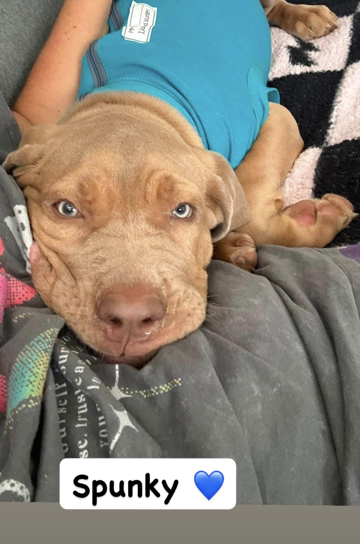Spunky, Adoptable, Puppy Male American Staffordshire Terrier & Mastiff.