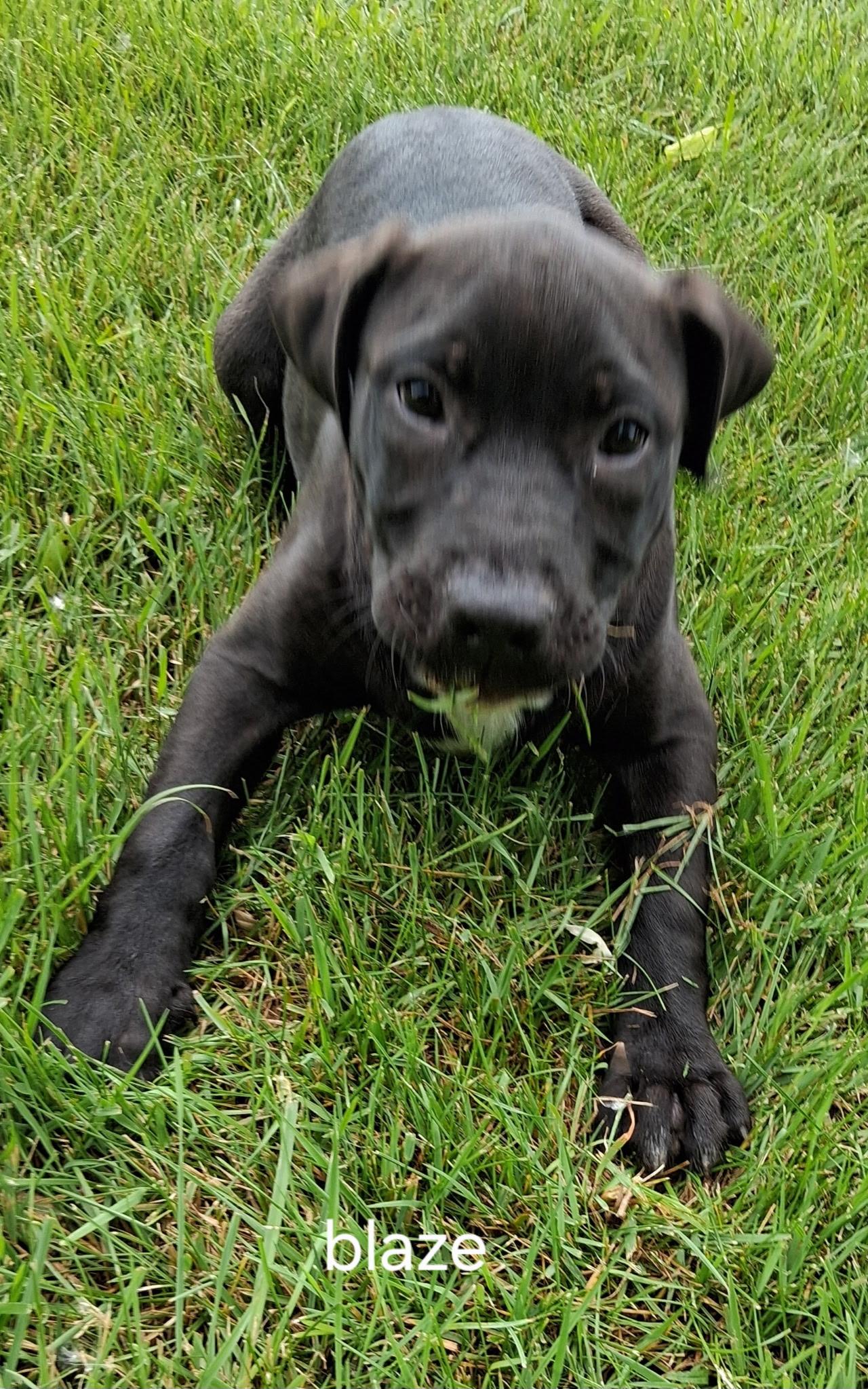 Blaze, ADOPTABLE, Puppy Male Labrador Retriever & Pit Bull Terrier.