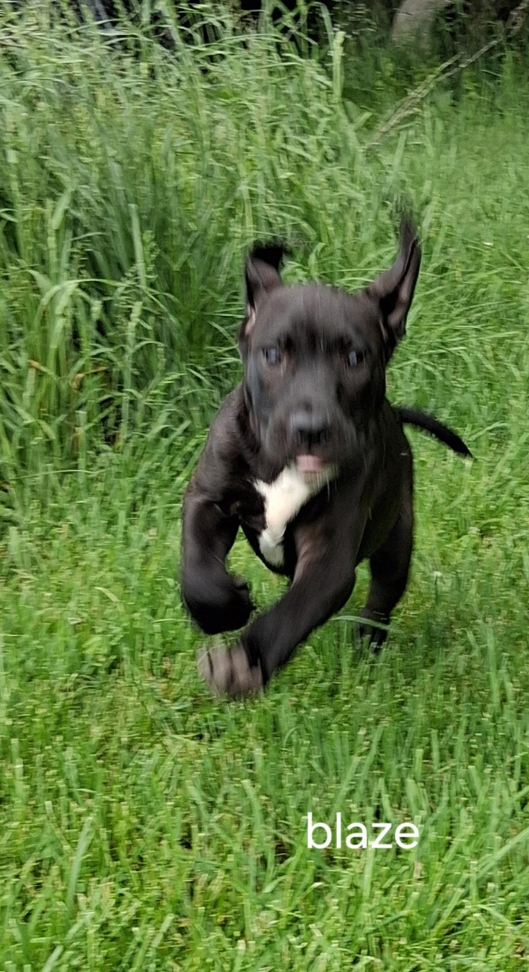 Blaze, a ADOPTABLE mixed breed in Urbana, OH image 2/2