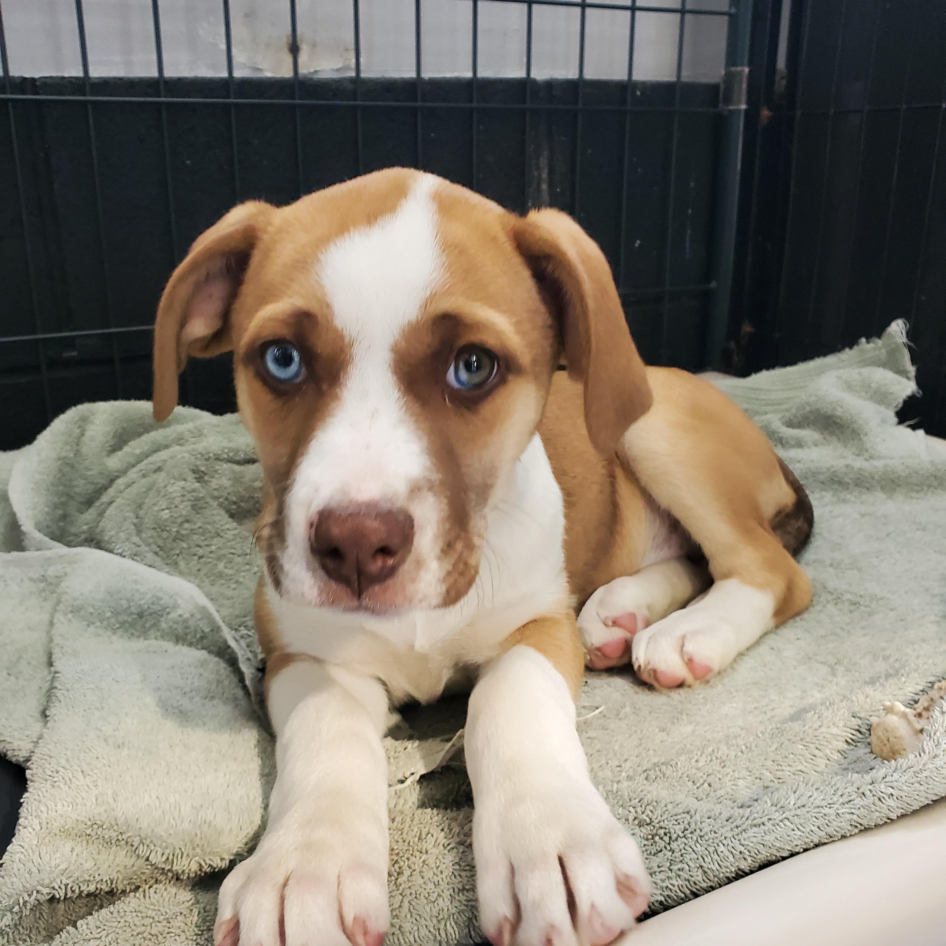 Luna, Adoptable, Puppy Male Pit Bull Terrier & Labrador Retriever.