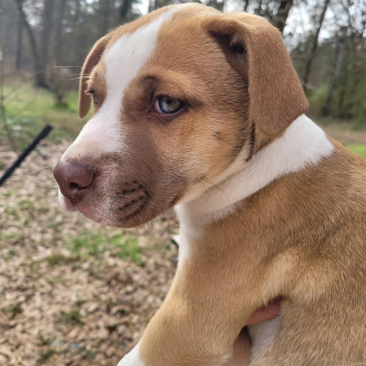 Enlarge Luna, a Adoptable mixed breed in Blairstown, NJ image 4/6