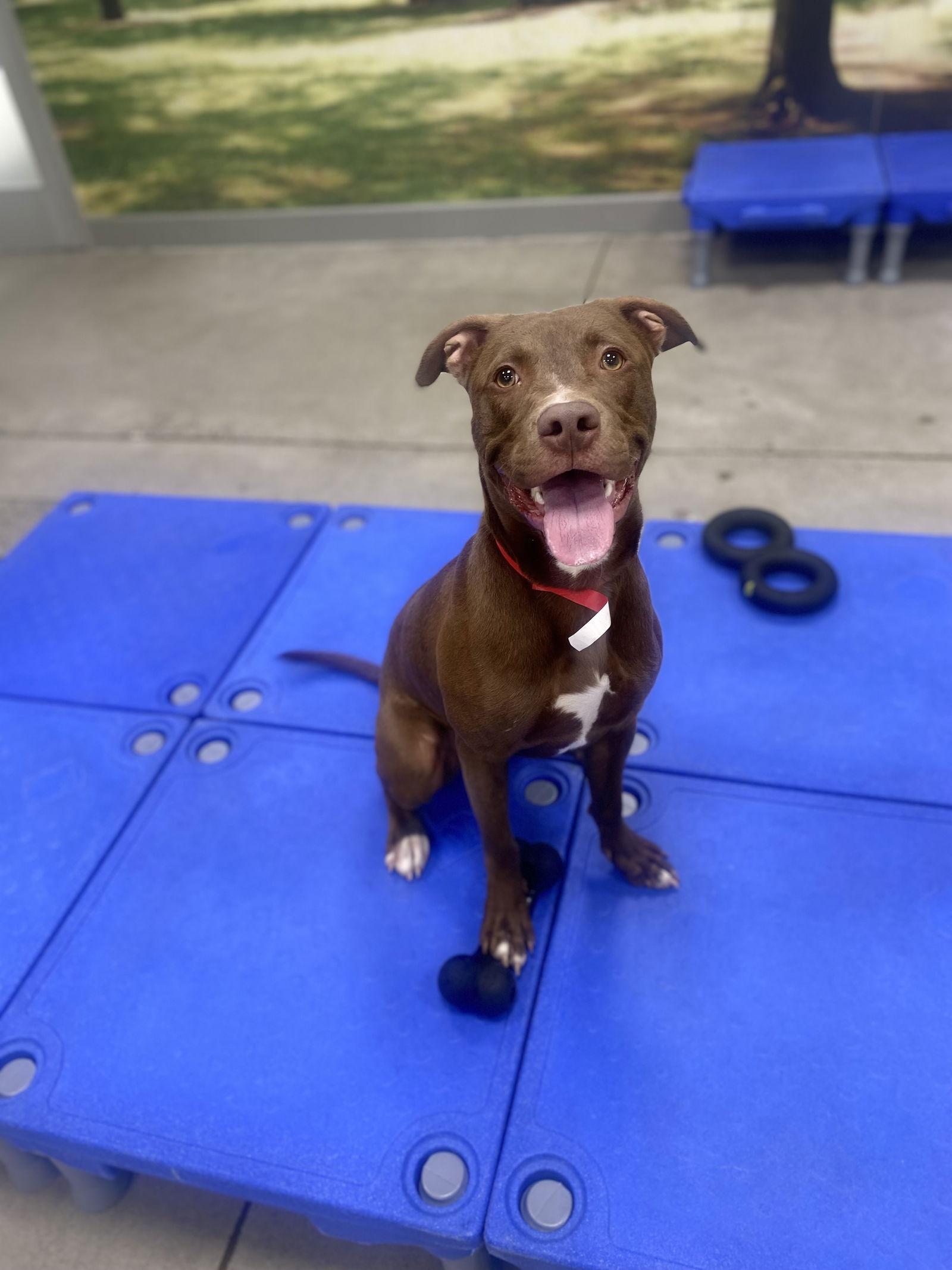 Enlarge Howie, a Adoptable Pit Bull Terrier in Woodland, CA image 1/1