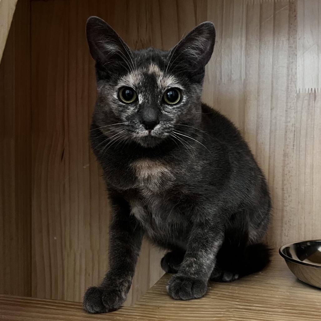 Jujube, Adoptable, Kitten Female Domestic Short Hair.