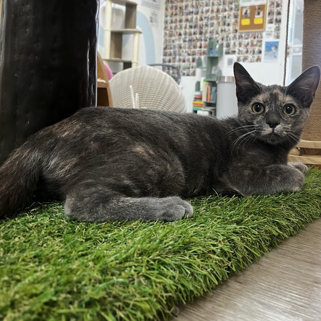 Enlarge Jujube, a Adoptable Domestic Short Hair in Yucca Valley, CA image 2/4