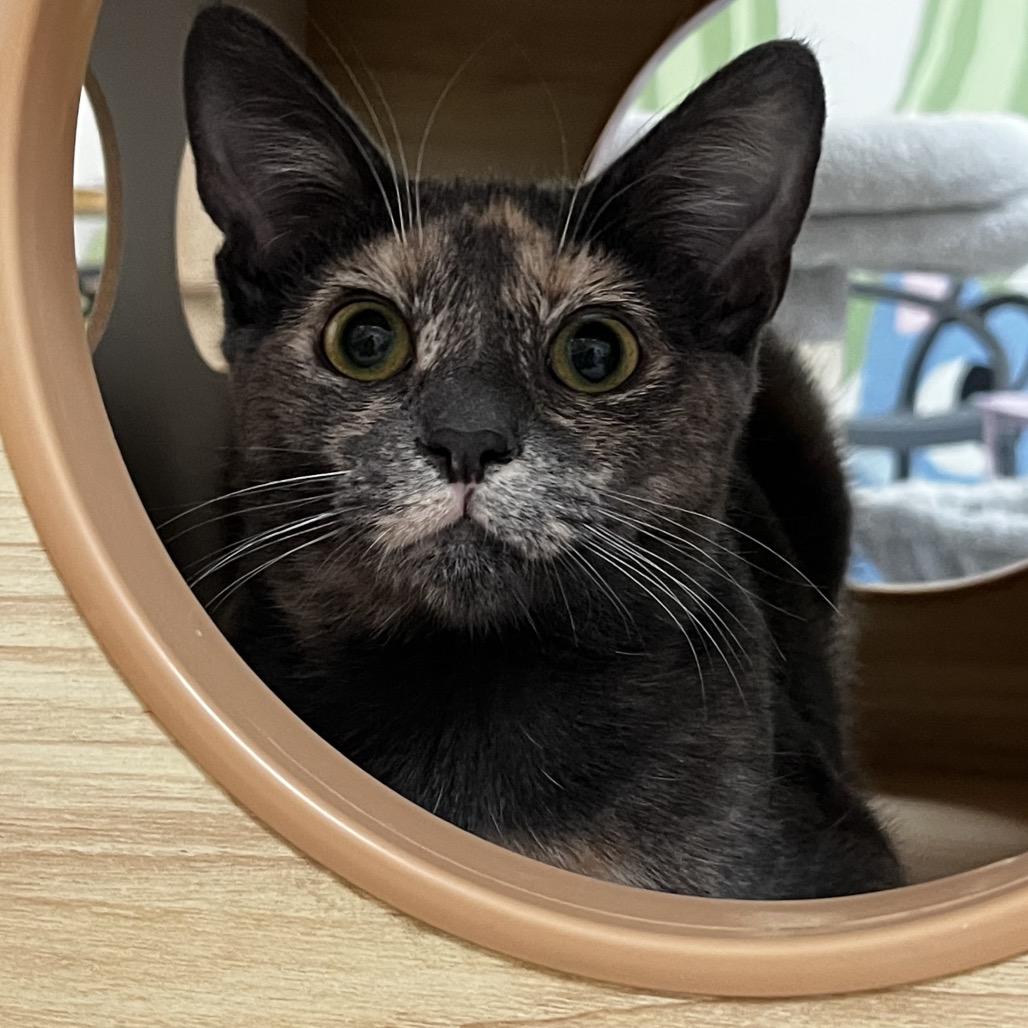 Enlarge Jujube, a Adoptable Domestic Short Hair in Yucca Valley, CA image 3/4