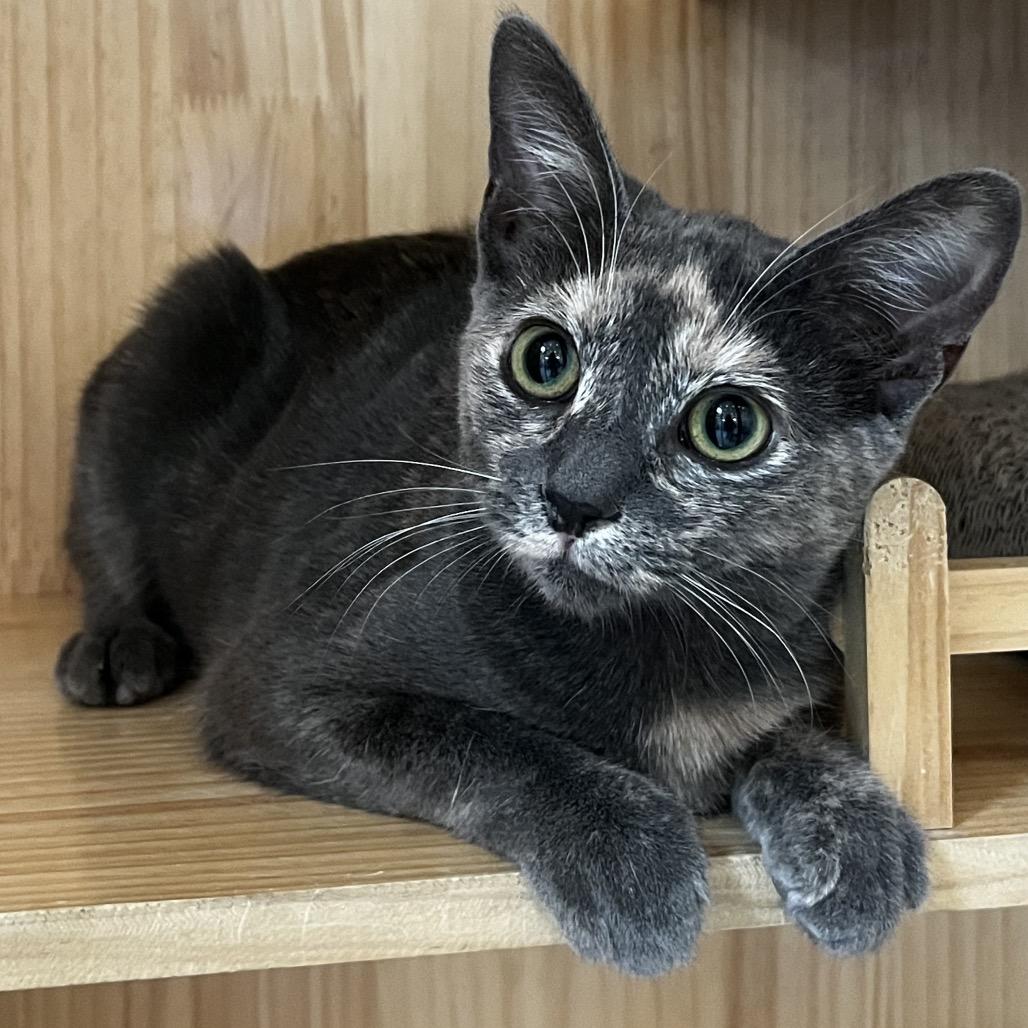 Enlarge Jujube, a Adoptable Domestic Short Hair in Yucca Valley, CA image 4/4