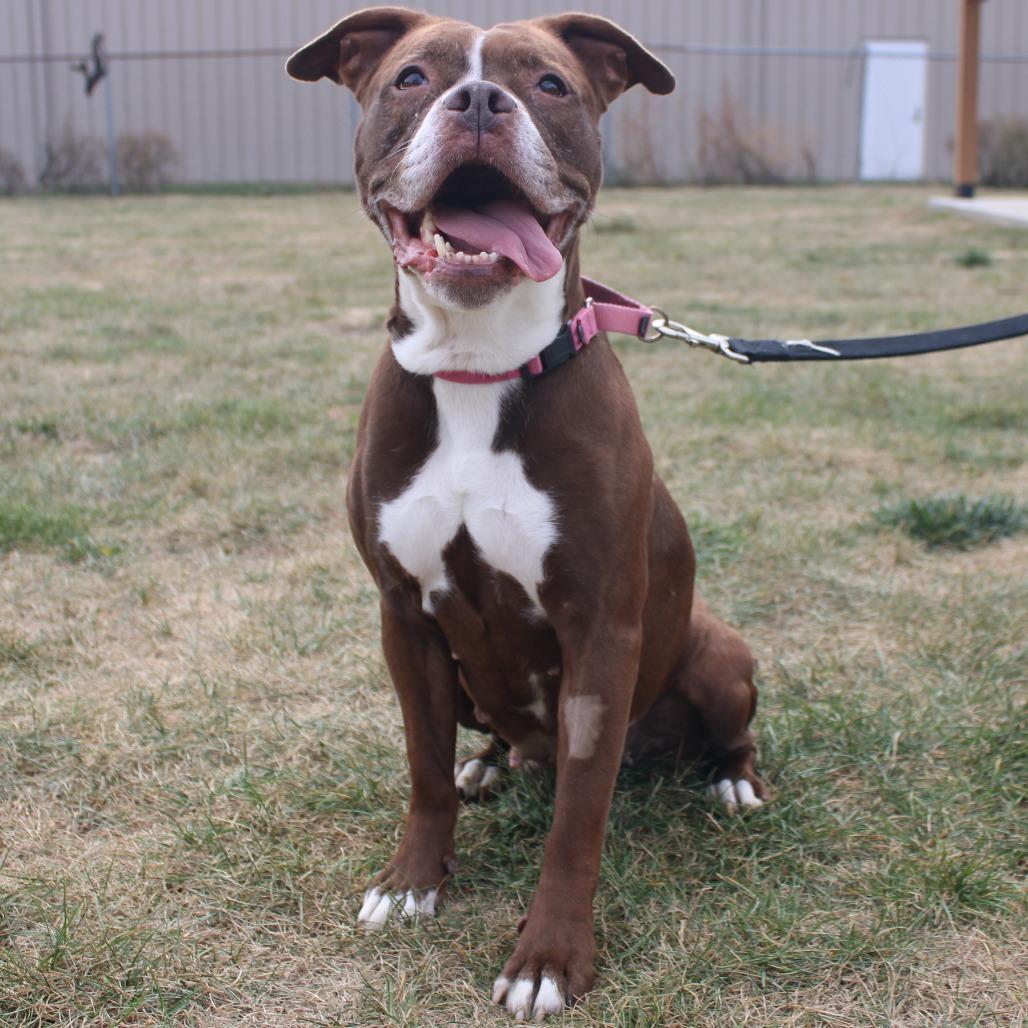 Enlarge Chloe Coco, a Adoptable Boxer in Champaign, IL image 1/6