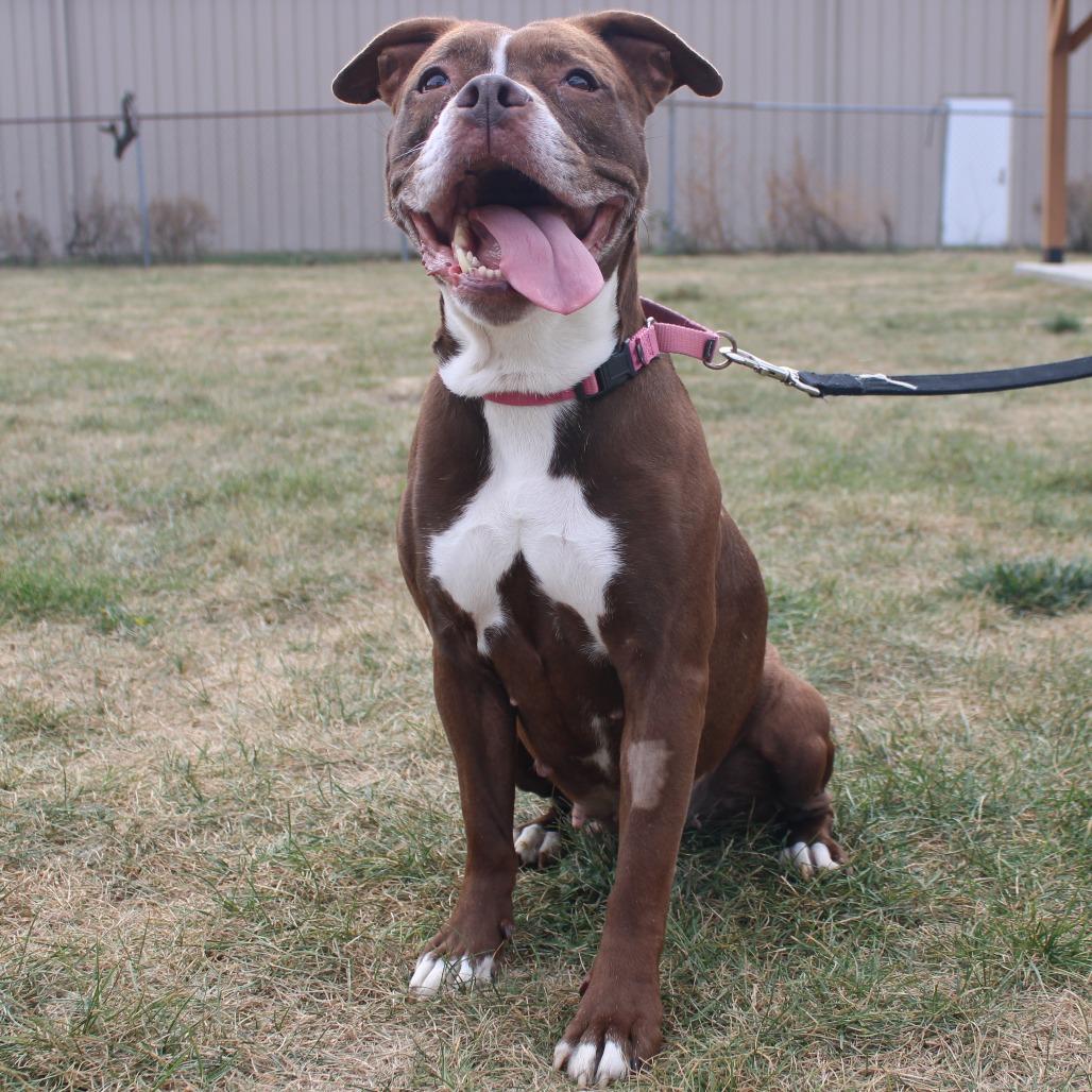 Enlarge Chloe Coco, a Adoptable Boxer in Champaign, IL image 3/6
