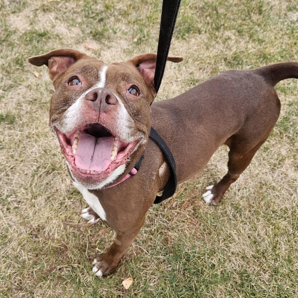 Enlarge Chloe Coco, a Adoptable Boxer in Champaign, IL image 4/6