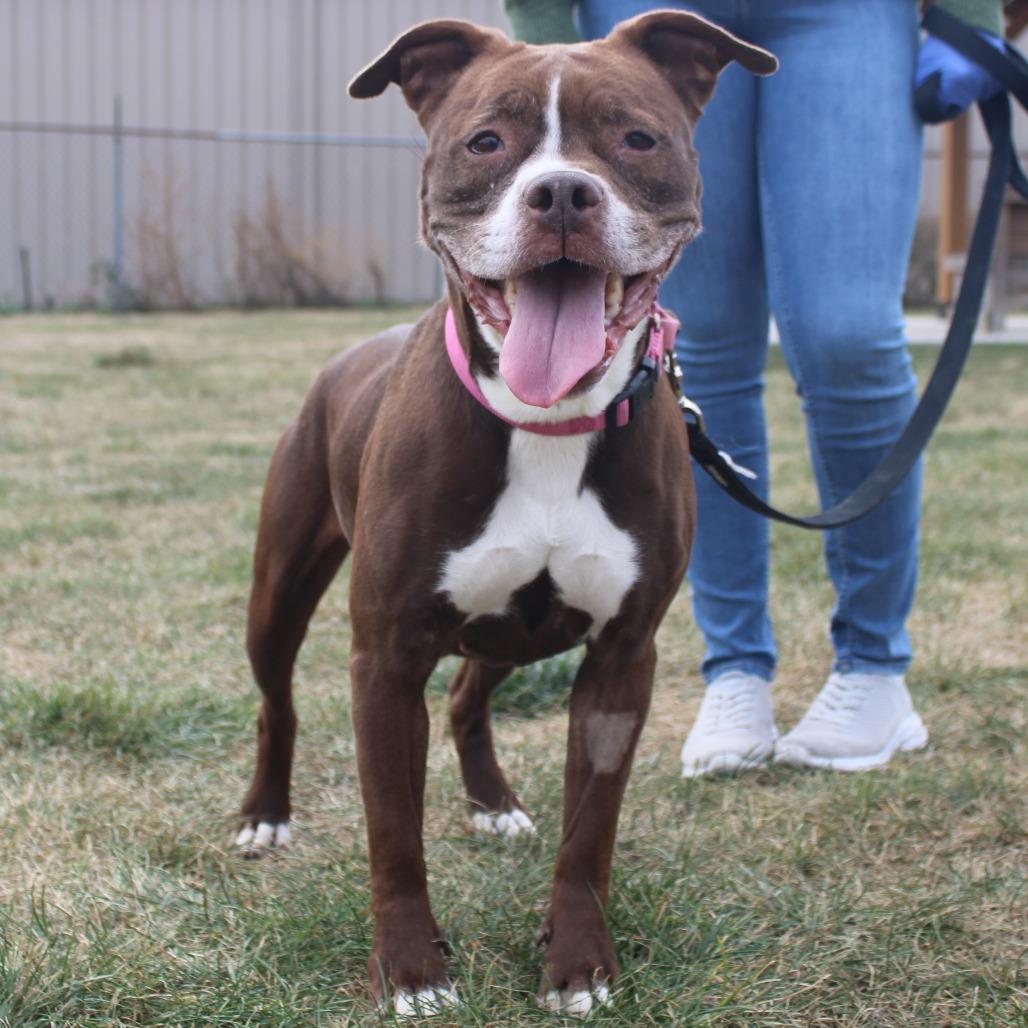 Enlarge Chloe Coco, a Adoptable Boxer in Champaign, IL image 5/6