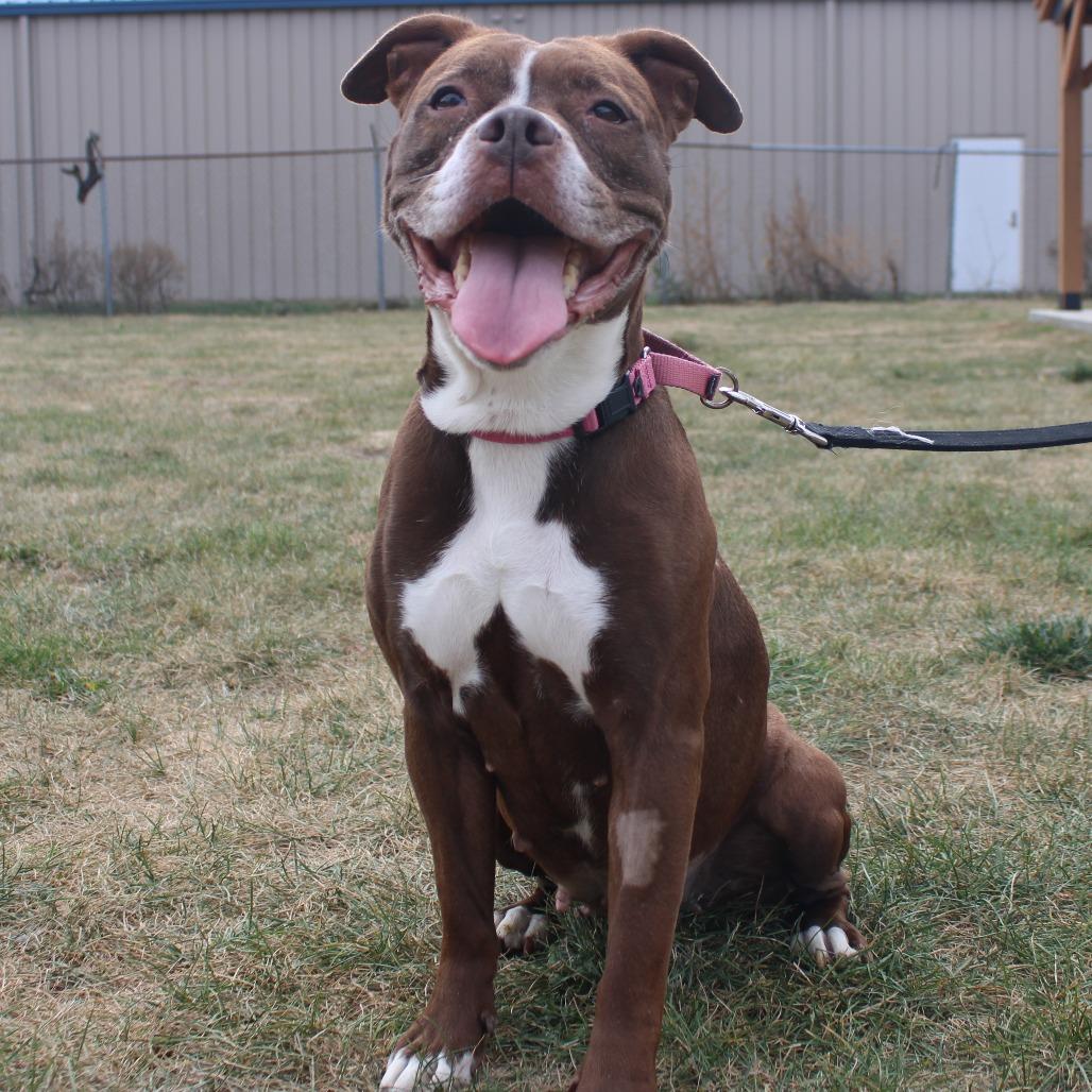 Enlarge Chloe Coco, a Adoptable Boxer in Champaign, IL image 6/6