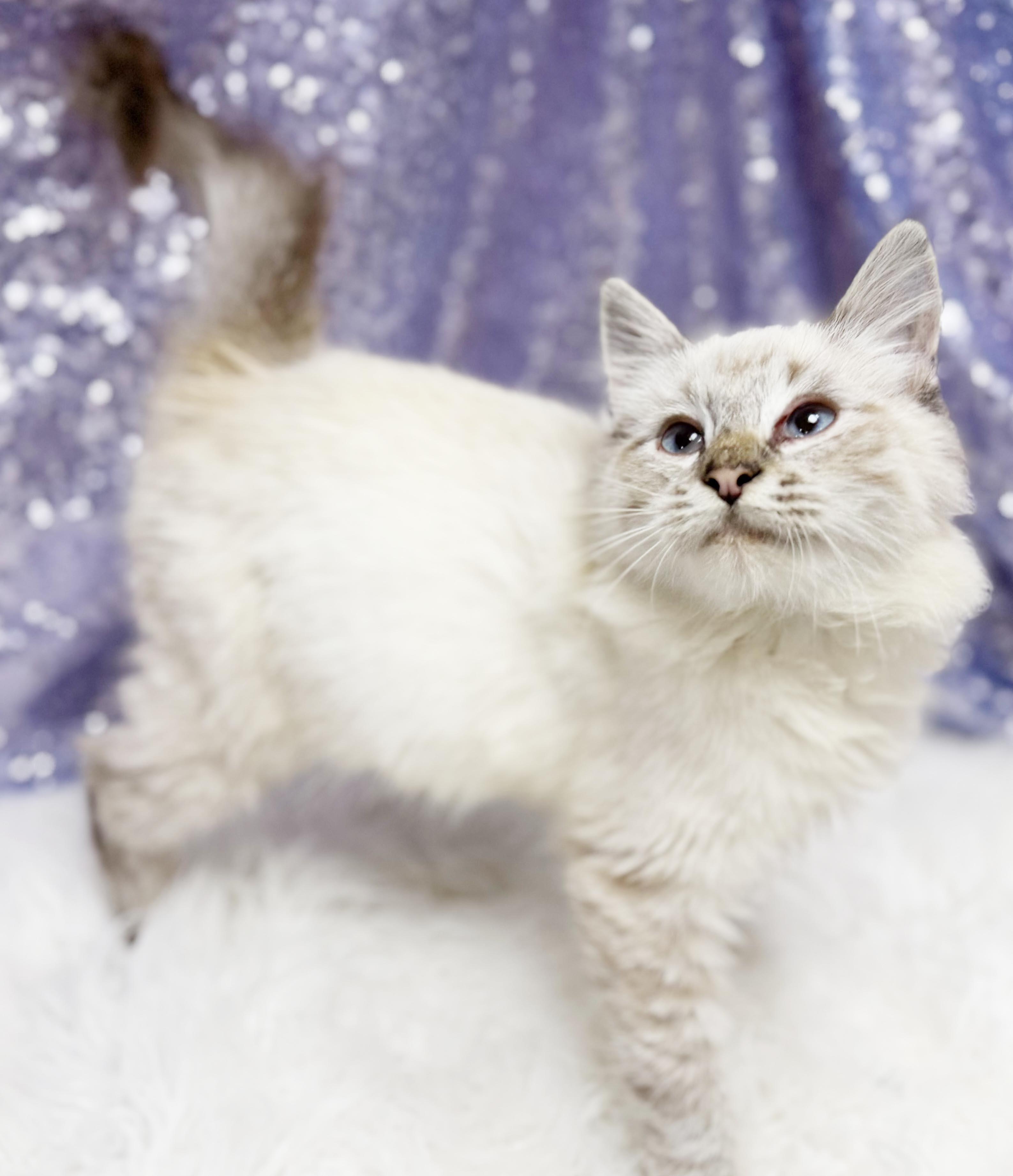 Manny is a living mushball - VIDEO - HIGHER DONATION APPLIES, Adoptable, Kitten Male Ragdoll.